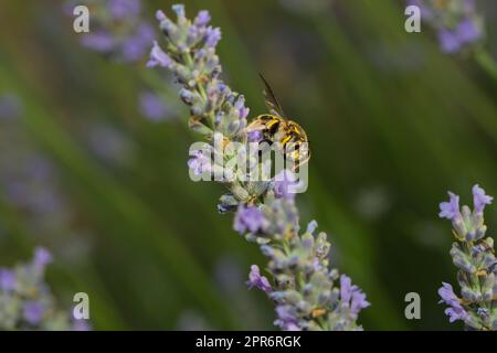 une abeille de coupe de feuille sur une fleur de lavande Banque D'Images