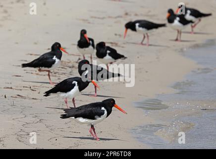 Le pied Oystercatcher (Haematopus longirostris) se floque à la limite des eaux de l'île de Stradbroke Nord, Queensland, Australie. Mars Banque D'Images