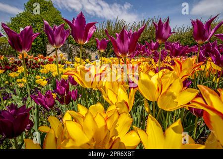 Vue sur les merveilles de la tulipe au niveau des yeux Banque D'Images