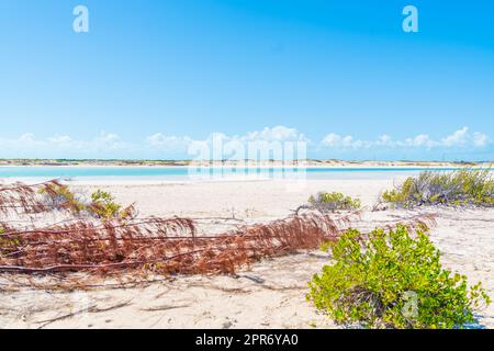 Paysage côtier sablonneux avec faible végétation et eau claire dans les îles Turques et Caïques. Banque D'Images