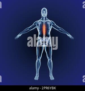 Douleurs dans le haut du dos. Quand l'inflammation frappe. Illustration du corps humain générée par ordinateur indiquant la structure squelettique Banque D'Images