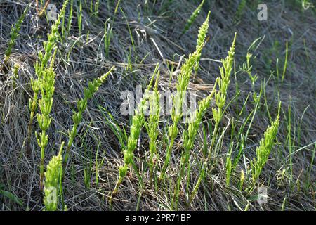 Le champ d'horsetail (Equisetum arvense) pousse à l'état sauvage. Banque D'Images