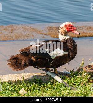 Canard musqué à la face rouge autour du lac. Banque D'Images