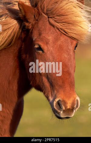 Gros plan d'un cheval de châtaignier avec un manteau brun brillant et doux et de la manie à l'extérieur. Face avec front et museau d'un étalon ou d'une jument tamé paissant sur les prairies dans la campagne sur un ranch au soleil Banque D'Images