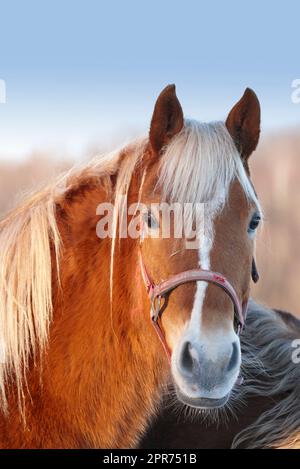 Face d'un cheval avec un harnais regardant curieux dans pâturage ferme de pâturage en campagne. Tête de portrait de l'étalon de châtaignier ou de la jument d'animal domestique. Race d'animaux de race blanche et brune pour les courses équestres Banque D'Images