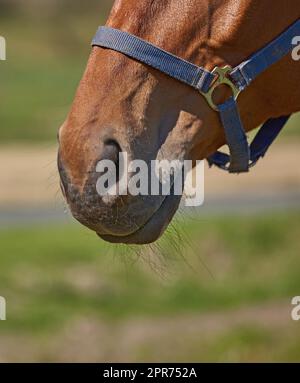 Gros plan d'un museau de cheval d'animal de compagnie, harnais de tête dans les pâturages de ferme de pâturage à distance. Texture, cheveux et détail du nez d'un étalon ou d'une jument brun domestiqué dans la campagne avec copyspace. Équitation Banque D'Images