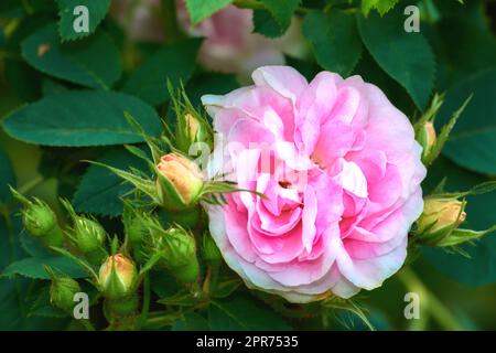 Gros plan d'une rose rose poussant sur un arbre sur un terrain vert luxuriant en été. Une fleur unique fleurit sur le champ vert au printemps. Vue sur les fleurs de plantes magenta dans le jardin. Belle tête de fleur dans la nature Banque D'Images