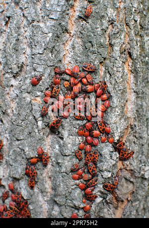 Colonie de Pyrrhocoris apterus coléoptères dans la nature sur un tronc d'arbre Banque D'Images