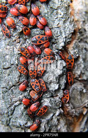 Colonie de Pyrrhocoris apterus coléoptères dans la nature sur un tronc d'arbre Banque D'Images