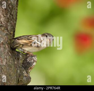 Un beau moineau. Un moineau assis sur un arbre. Un petit oiseau perché seul.sur une branche à l'extérieur dans un jardin. Animaux dans la nature, vivant dans leur habitat naturel avec un copyspace vert à droite. Banque D'Images