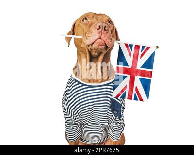 Adorable chien adorable et drapeau britannique. Gros plan, intérieur. Photo de studio. Félicitations pour votre famille, vos proches, vos proches, vos amis et vos collègues. C. PET Banque D'Images