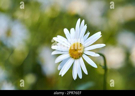 Fleurs de Marguerite poussant dans un jardin sur un fond flou. Gros plan d'une plante à fleurs pérenne marguerite sur un champ herbacé au printemps. Des fleurs blanches fleurissent dans un jardin verdoyant Banque D'Images