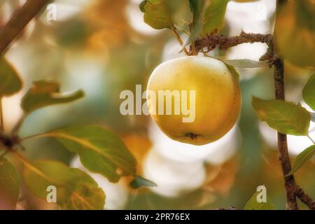 Gros plan d'une pomme poussant sur un arbre pour la récolte dans un verger durable. Des produits juteux, nutritifs et mûrs poussent de façon saisonnière dans une ferme fruitière. Des cultures fraîches et biologiques dans un jardin florissant Banque D'Images