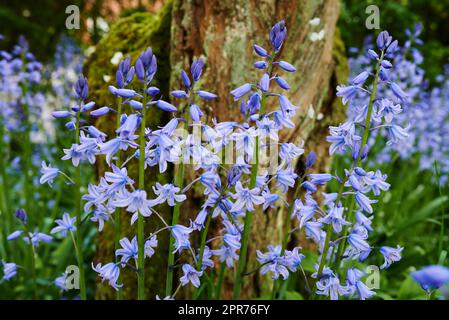 Glooming Bluebells fleurit dans le jardin de toute saison. Jour de printemps à l'extérieur, violet, violet, lilas, et couleur verte. Foyer sélectif de l'espagnol bluebell dans le jardin floral avec un beau violet. Banque D'Images