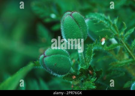 Photo macro nature des coquelicots en fleurs. Image agrandie d'un bouton non ouvert sur les feuilles. Vue du processus de floraison d'une plante. Superbe photo floue de bourgeons en pleine floraison. Gros plan d'un bourgeon non ouvert. Banque D'Images