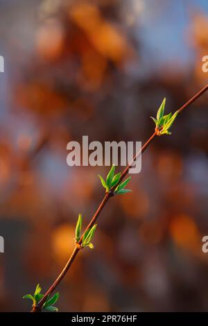 Une branche ou une branche mince germer de petites feuilles pendant la saison de printemps à l'extérieur dans un jardin. Les bourgeons verts grandissants fleurissent de la tige d'une plante et se transforment en feuillage sain dans une forêt Banque D'Images