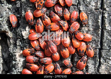 Colonie de Pyrrhocoris apterus coléoptères dans la nature sur un tronc d'arbre Banque D'Images