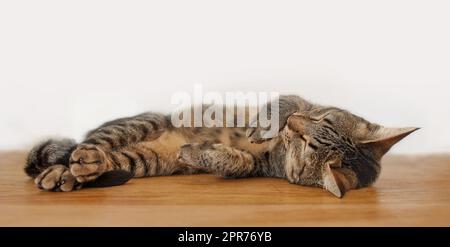 Chat de tabby paresseux d'animal couché sur le plancher en bois à l'intérieur contre un fond de mur blanc avec copyspace. Adorable petit animal domestique dormant, se nappant à la maison. Mignon fourrure, veline velue dans le confort Banque D'Images
