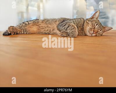 Chat mignon dormant sur le sol avec espace publicitaire. Adorable animal de compagnie qui prend une sieste dans le salon. Feline grise posée sur une surface en bois. Animal heureux reposant paisiblement. Chat à fourrure paresseuse avec espace de copie Banque D'Images