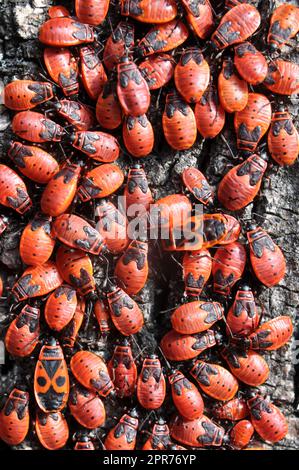 Colonie de Pyrrhocoris apterus coléoptères dans la nature sur un tronc d'arbre Banque D'Images