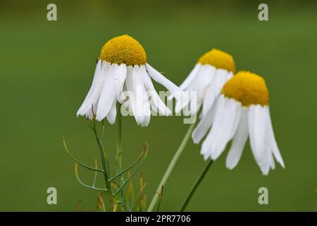 Gros plan de trois fleurs de camomille sur un fond vert flou. Un bouquet de Marguerite fleurit dans un champ de verdure à l'extérieur. Plantes de camomille allemandes ou romaines pour tisanes. Banque D'Images