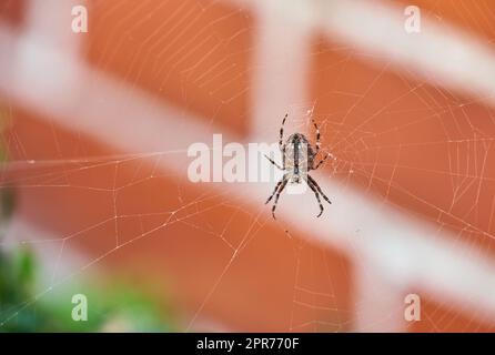 Une araignée de tisserand brun de noyer sur son web par en dessous, sur fond flou de maison de brique rouge. Arachnide noir rayé au centre de sa toile d'araignée. Le nuctenea umbratica est un insecte bénéfique Banque D'Images