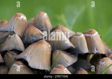 Une vue rapprochée d'un tas de champignons. Vue macro sur les champignons et l'herbe verte. Groupe de champignons sauvages dans une forêt sur fond vert flou. Petit champignon brun dans la mousse verte. Coprinus micaceus. Banque D'Images