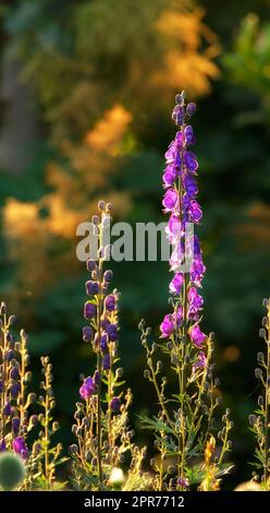 Des gants de toilette violet fleurissent dans un jardin ensoleillé en été. Digitalis purpurea fleurit dans une prairie verdoyante et luxuriante dans la nature. Plantes florissantes florissantes dans un champ dans la campagne Banque D'Images