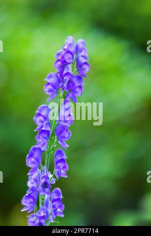 Foxglove ou Digitalis Purpurea en pleine floraison avec des arbres verts luxuriants en arrière-plan. La fleur pourpre fleurit dans un jardin d'arrière-cour l'été ou le printemps. Gros plan d'une plante en croissance ou d'une tête de fleur Banque D'Images