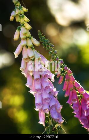 Gros plan de fleurs de renfgant roses qui fleurissent dans un jardin. Délicates plantes magenta poussant sur des tiges vertes dans une cour ou un arboretum. Digitalis Purpurea en pleine floraison lors d'une journée ensoleillée d'été dans la nature Banque D'Images