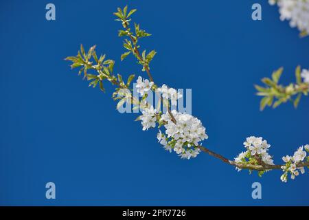 Des fleurs blanches mirabelle ou Prunus domestica fleurissent sur un prunier dans un jardin d'en-dessous. Gros plan de plantes fruitières fraîches et délicates qui poussent au printemps contre un fond bleu ciel avec copyspace Banque D'Images