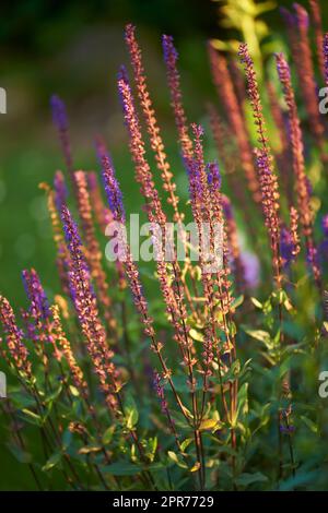 Gros plan d'un buisson à fleurs dans l'arrière-cour en été. Plantez avec de grandes fleurs sauvages délicates qui poussent dans un parc ou un arboretum au printemps Banque D'Images