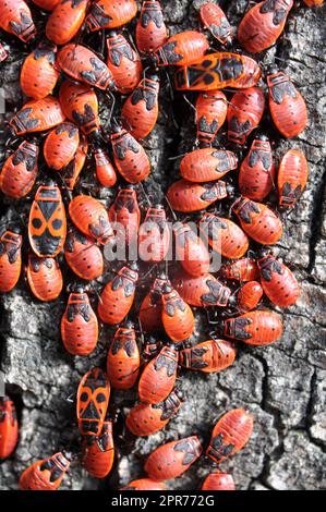 Colonie de Pyrrhocoris apterus coléoptères dans la nature sur un tronc d'arbre Banque D'Images