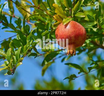 Gros plan d'un grenade mûr accroché à une branche d'arbre dans le jardin. Délicieux grenat rouge fruits prêts à être cueillis. Récolte fraîche poussant sur un arbre de ferme sain sur un fond de ciel flou Banque D'Images