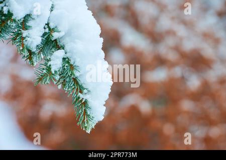 Gros plan de la neige blanche sur la branche de sapin à l'extérieur le jour d'hiver isolé sur fond de bokeh avec espace de copie. Macro de branches d'épinette ou de cèdre givrée par temps neigeux. Chute de neige dans les bois, forêt verte Banque D'Images