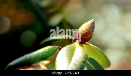 Gros plan d'un bourgeon floral dans un parc au printemps à l'extérieur. La fleur de Rhododendron sur le point d'ouvrir la croissance dans une brousse sur un fond vert flou dans un jardin botanique. Nouvelle croissance saisonnière Banque D'Images