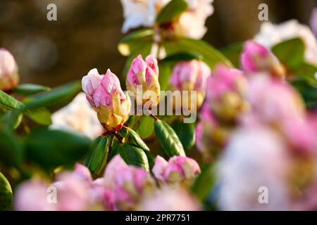 Gros plan des fleurs de Rhododendron en fleurs dans le jardin à la maison. Zoom sur le groupe fleuri de plantes ligneuses qui grandissent dans l'arrière-cour en été. Belle fleur rose et blanche élégante sur les arbres verts Banque D'Images