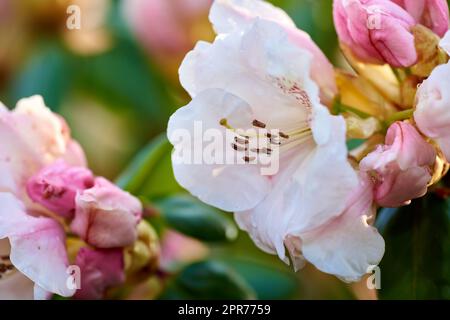 Gros plan des fleurs de Rhododendron en fleurs dans le jardin à la maison. Zoom sur le groupe fleuri de plantes ligneuses qui grandissent dans l'arrière-cour en été. Belle fleur rose et blanche élégante sur les arbres verts Banque D'Images