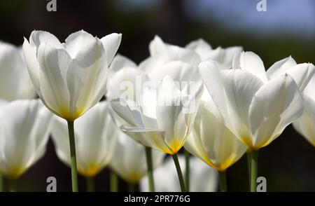 Tulipes en fleur un jour chaud d'été. La croissance saisonnière encourage le changement et symbolise les opportunités, l'endurance et le succès. Fleurs saisonnières symbolisant le romantisme, l'amour, la beauté et le courage Banque D'Images