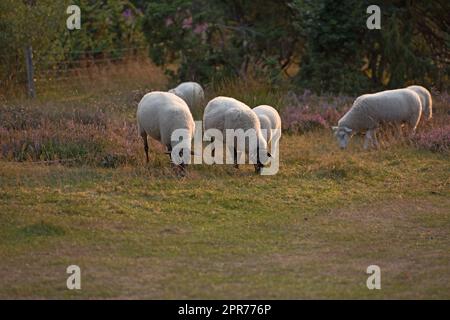 Moutons broutant dans un pré de bruyère pendant le coucher du soleil dans le parc national de Rebild, Danemark. Un troupeau d'agneaux laineux marchant et mangeant de l'herbe sur un champ fleuri ou une terre pastorale sur une ferme. Muton à portée libre Banque D'Images