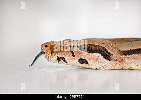 Gros plan d'un serpent de Boa face isolée sur blanc contre un arrière-plan lumineux de studio copyspace. Tête d'un serpent glissant gardé comme un animal avec l'espace de copie. En attente sur le sol, calme et prêt à attaquer Banque D'Images