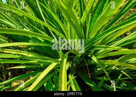 Gros plan des tiges et des feuilles de pandanus veitchii vertes qui poussent dans un jardin par temps ensoleillé. .Variété de plantes piquantes fraîches de pin à vis dans une cour. Un gros plan d'une plante bushy avec une haie épineuse. Banque D'Images