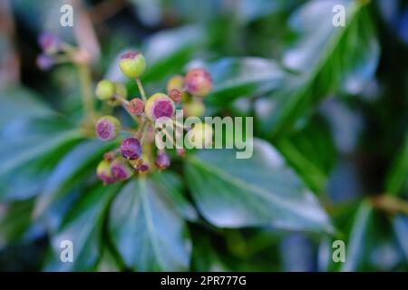 Gros plan d'une plante bourgeonnante de lierre anglaise qui pousse dans la nature ou dans un jardin. Zoomez sur des feuilles vertes luxuriantes qui poussent sur un arbuste ou une plante de baies avec un arrière-plan flou. Papier peint nature floral avec espace publicitaire Banque D'Images