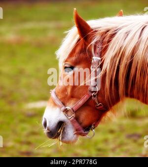 Gros plan d'un cheval brun face à manger sur un paysage vert luxuriant lors d'une journée d'été. Un cheval sauvage paître sur une ferme rurale ou une pelouse. Zoom sur l'alimentation en poney sur un pâturage de brise en début de matinée de printemps Banque D'Images