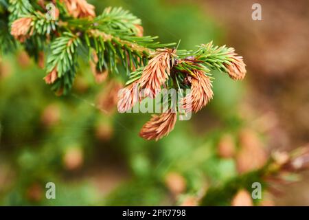 Gros plan de l'épinette de Sitka qui pousse dans une forêt de pins zen et tranquille avec un arrière-plan flou et un espace de copie. Zoomez sur les détails et les motifs des aiguilles de pin sur une branche, apaisant paisible harmonie nature Banque D'Images