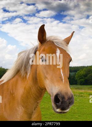 Portrait d'un beau cheval brun sur une ferme contre un ciel bleu nuageux. Faire face à un gros plan de l'étalon de châtaignier avec de la manie blonde sur un pâturage vert sur un champ agricole. Cheval debout sur la terre de pâturage Banque D'Images