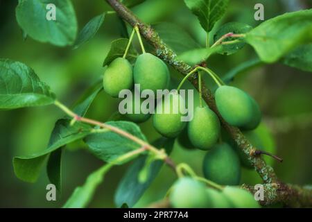 Gros plan de prunes européennes poussant sur un arbre dans un jardin avec bokeh. Zoomez sur les détails de nombreux fruits ronds verts accrochés à une branche en harmonie avec la nature. Formes et motifs dans une forêt calme et zen Banque D'Images