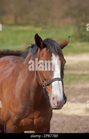 Un gros plan d'un cheval debout dans un champ par une journée ensoleillée. Beau cheval brun avec grand portrait de manie en mouvement. Un jeune filly rouge avec une bande blanche sur le visage museau est debout. Banque D'Images