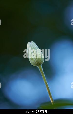 Un bouton de fleur isolé sur fond bleu avec bokeh pour une scène de nature étonnante. Une fleur de clematis fermée contre le copyspace bleu marine foncé au printemps avec contraste. Plante molle délicate poussant à l'extérieur Banque D'Images