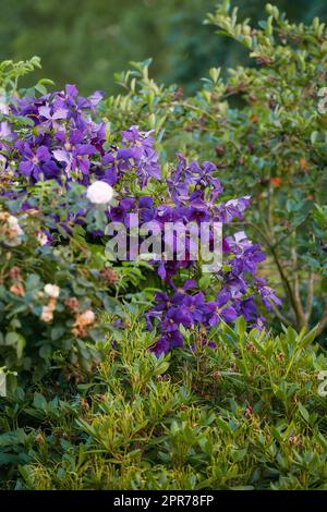 Groupe de fleurs de vigne Clematis pourpres vibrantes fleuries sur un luxuriant buisson vert. Vue sur les plantes délicates et fraîches qui poussent, fleurissent et fleurissent dans un champ et une forêt éloignés ou le jardin et l'arrière-cour Banque D'Images